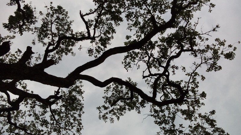 Quercus oleoides photo 2