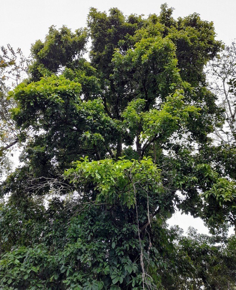 Quercus oleoides photo 3