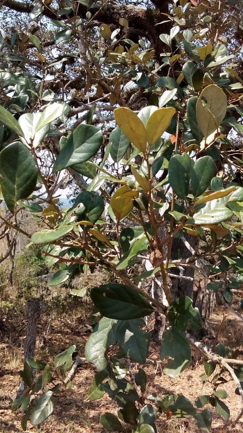 Quercus oleoides photo 4