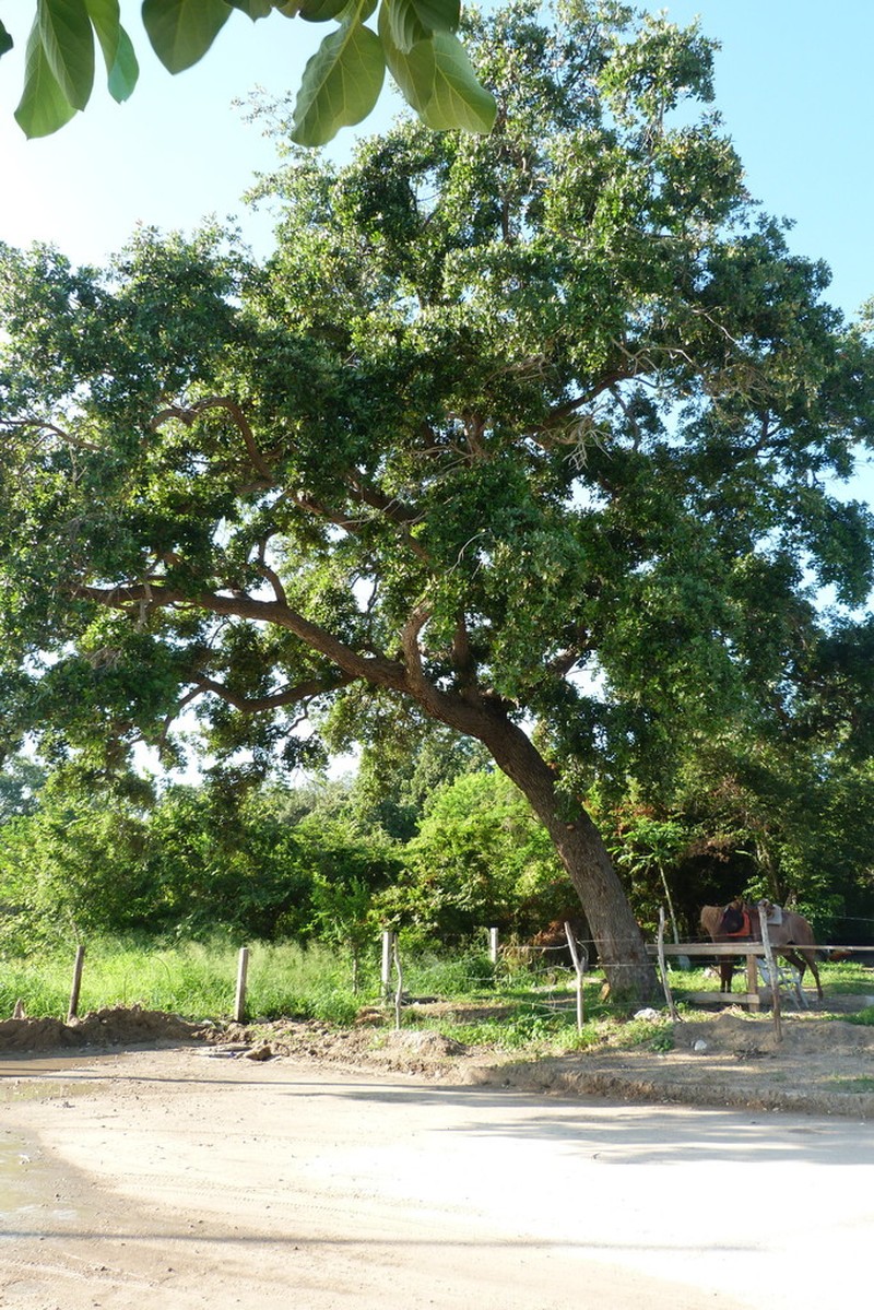 Quercus oleoides photo 5
