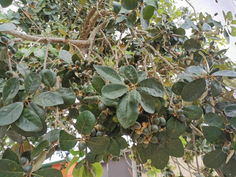 Quercus oleoides photo 6