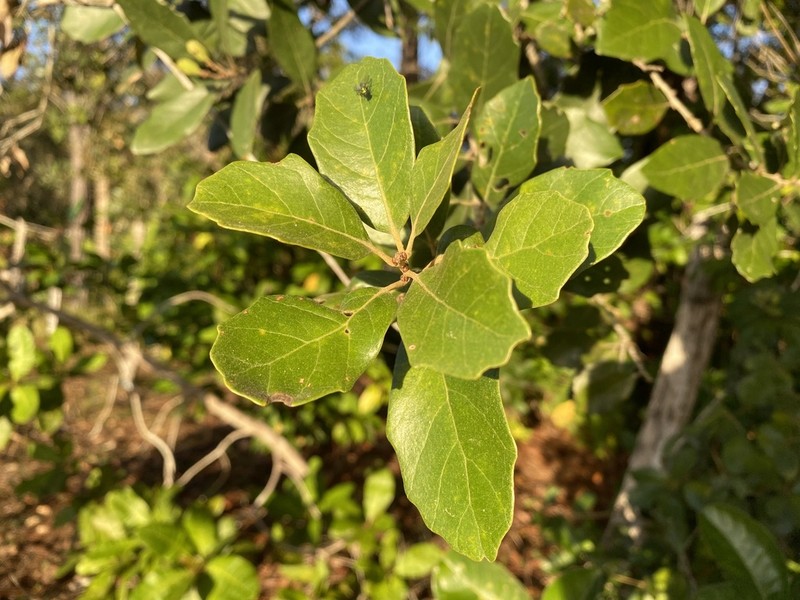 Quercus oleoides photo 7