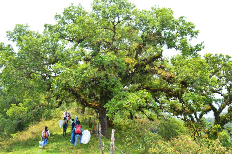 Quercus oleoides photo 8
