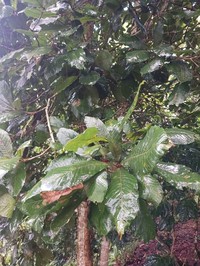 Quercus oocarpa