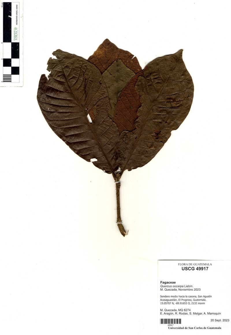 Quercus oocarpa photo 3
