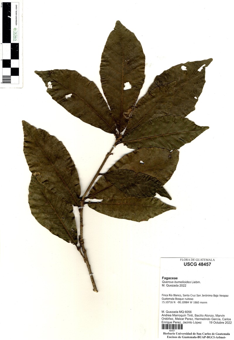 Quercus oocarpa photo 4