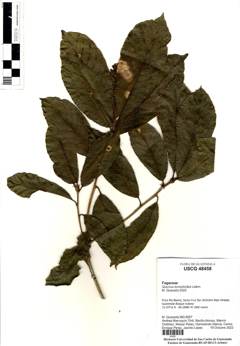 Quercus oocarpa photo 5