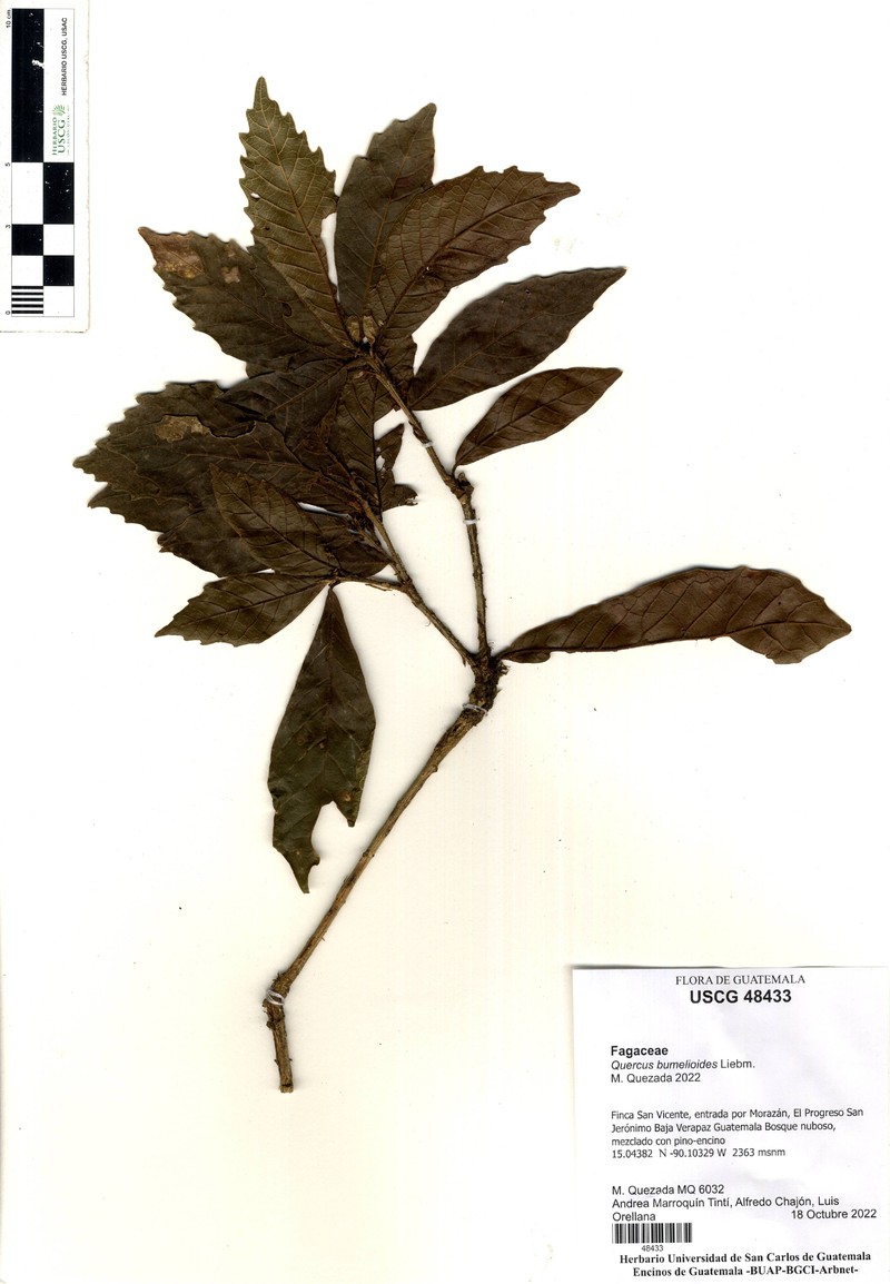 Quercus oocarpa photo 6