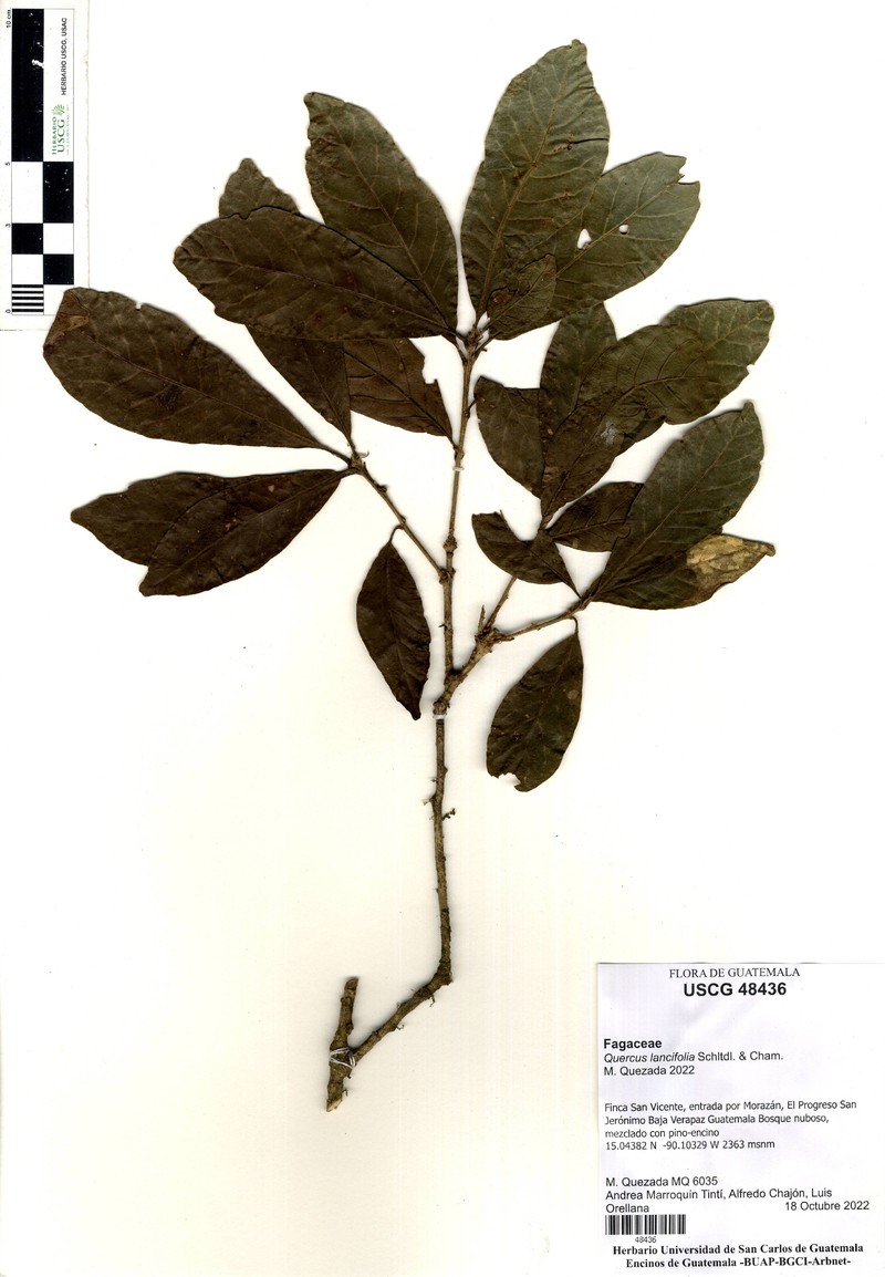 Quercus oocarpa photo 7