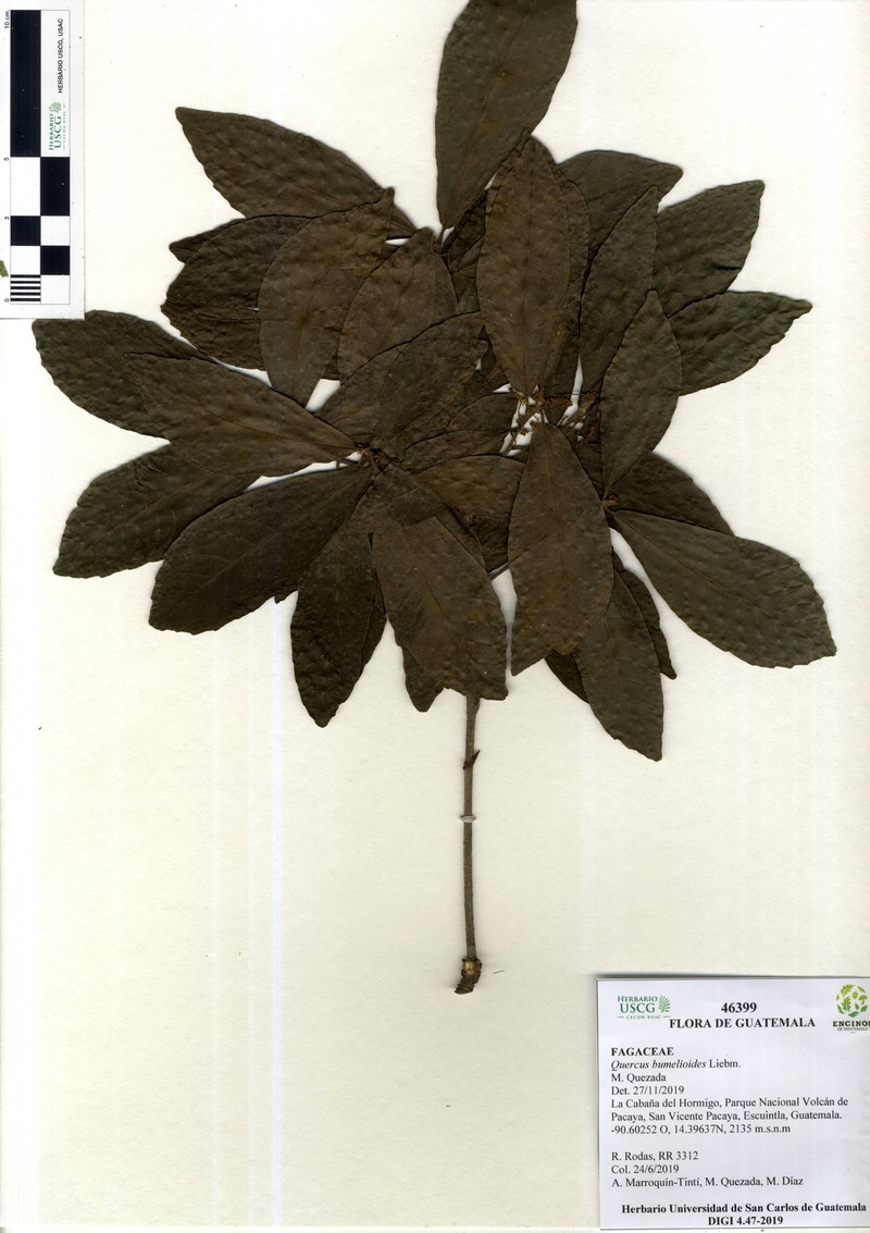 Quercus oocarpa photo 8