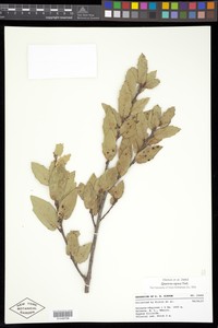 Quercus opaca