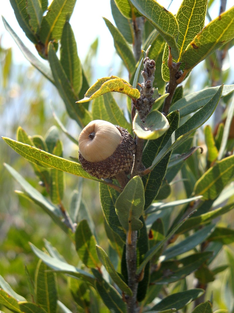 Quercus opaca photo 2