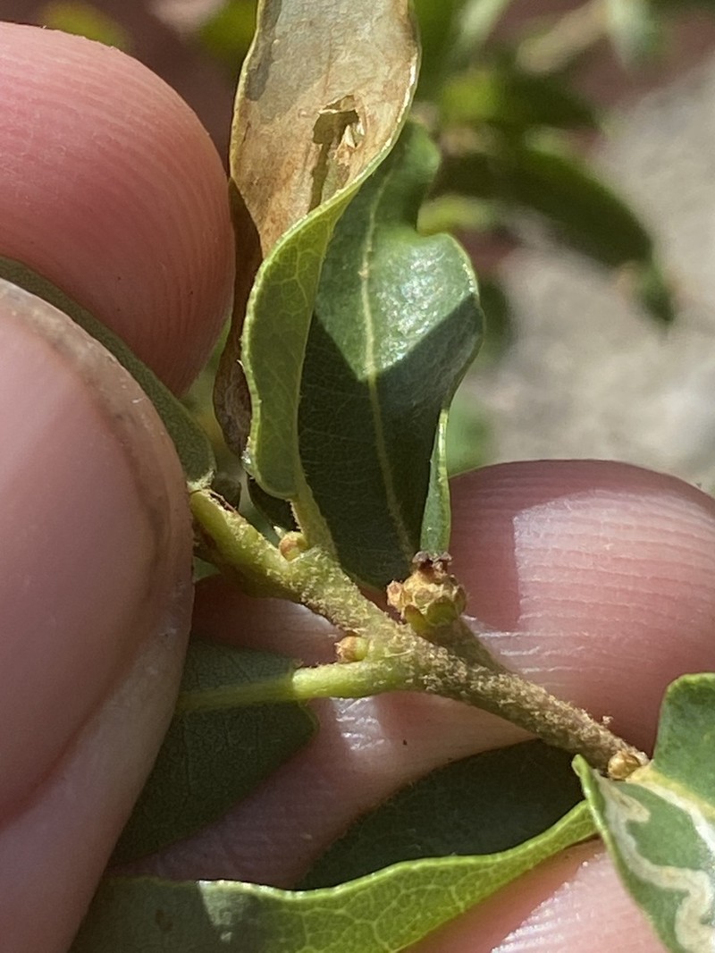 Quercus opaca photo 3
