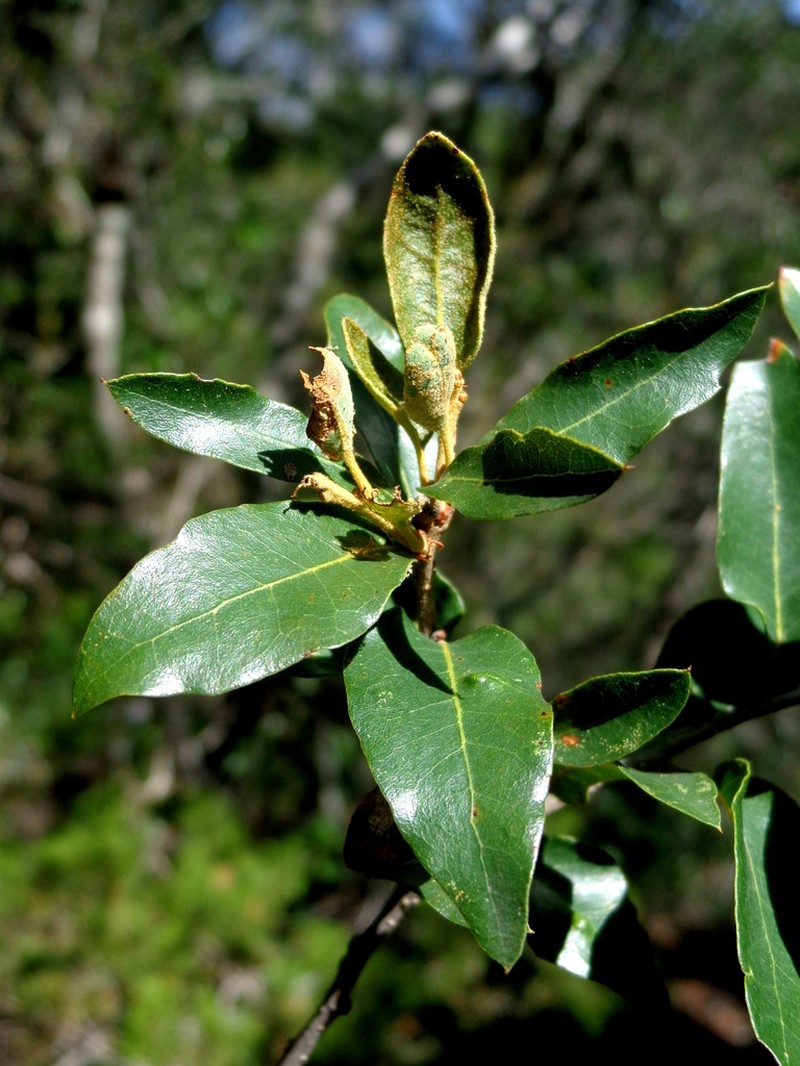Quercus opaca photo 4