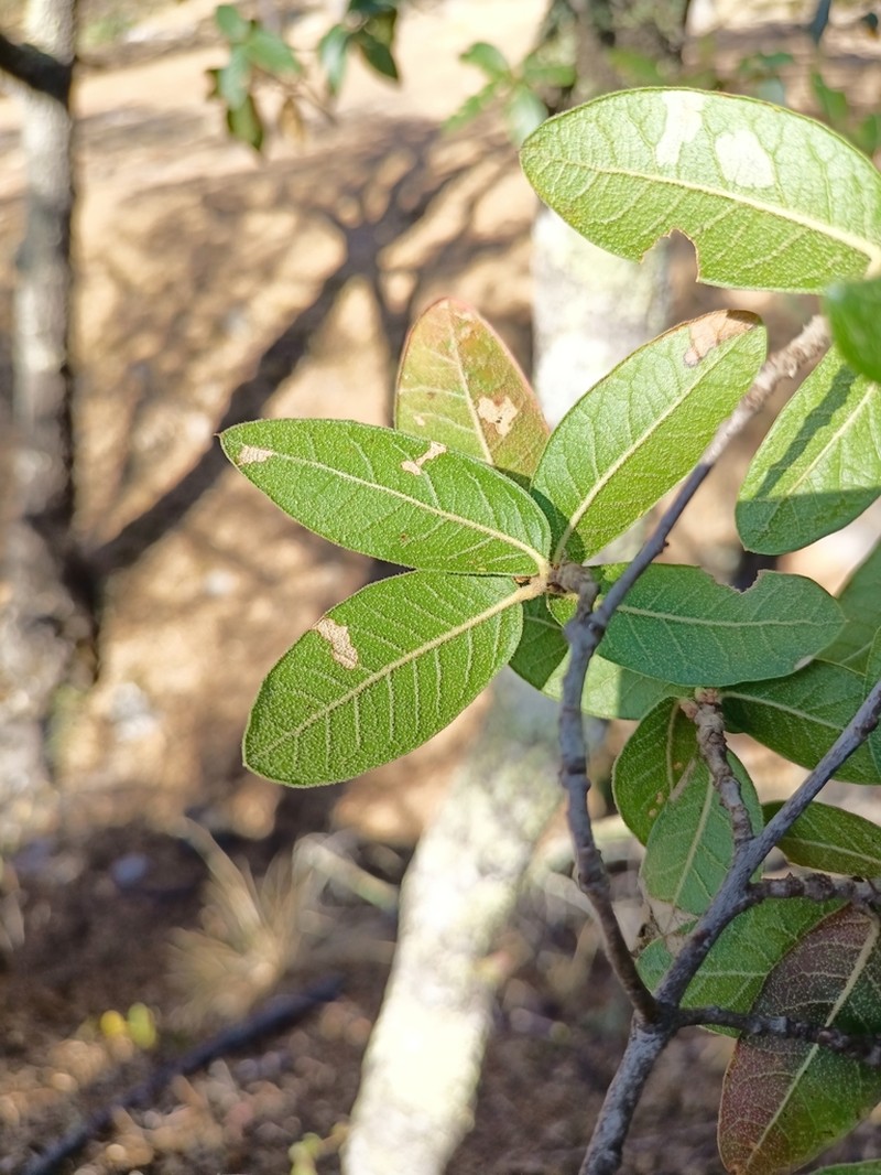 Quercus opaca photo 5
