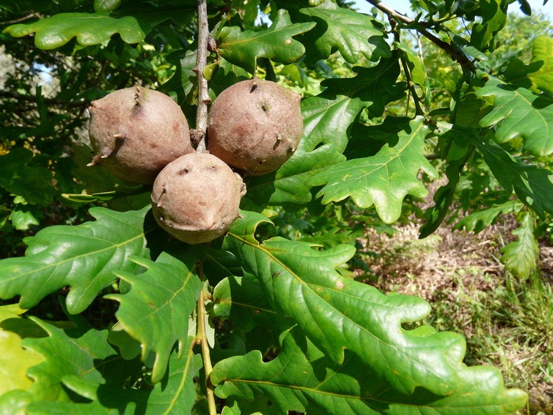 Quercus orocantabrica photo 2