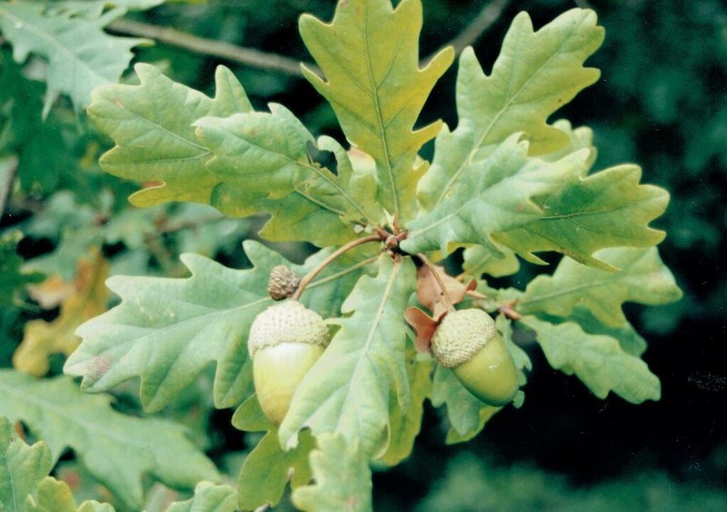 Quercus orocantabrica photo 3