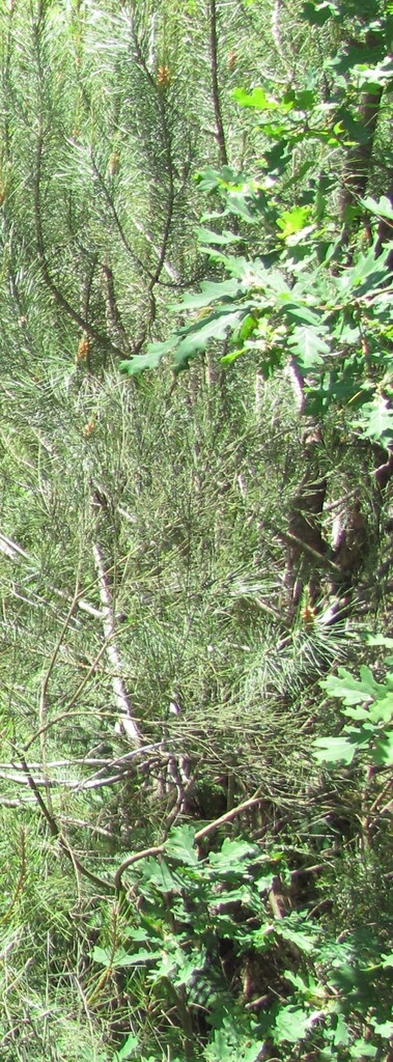 Quercus orocantabrica photo 4