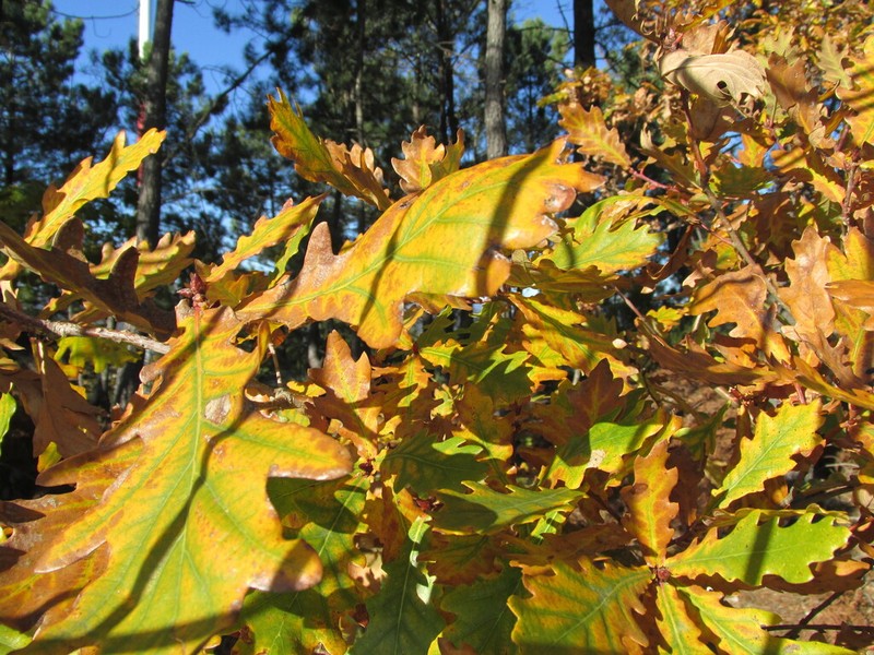 Quercus orocantabrica photo 5