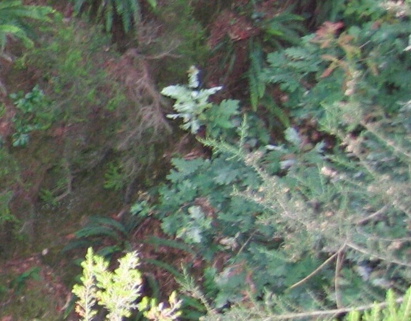Quercus orocantabrica photo 8