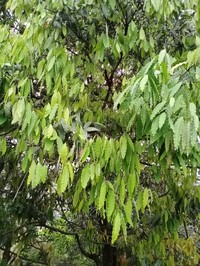 Quercus oxyodon