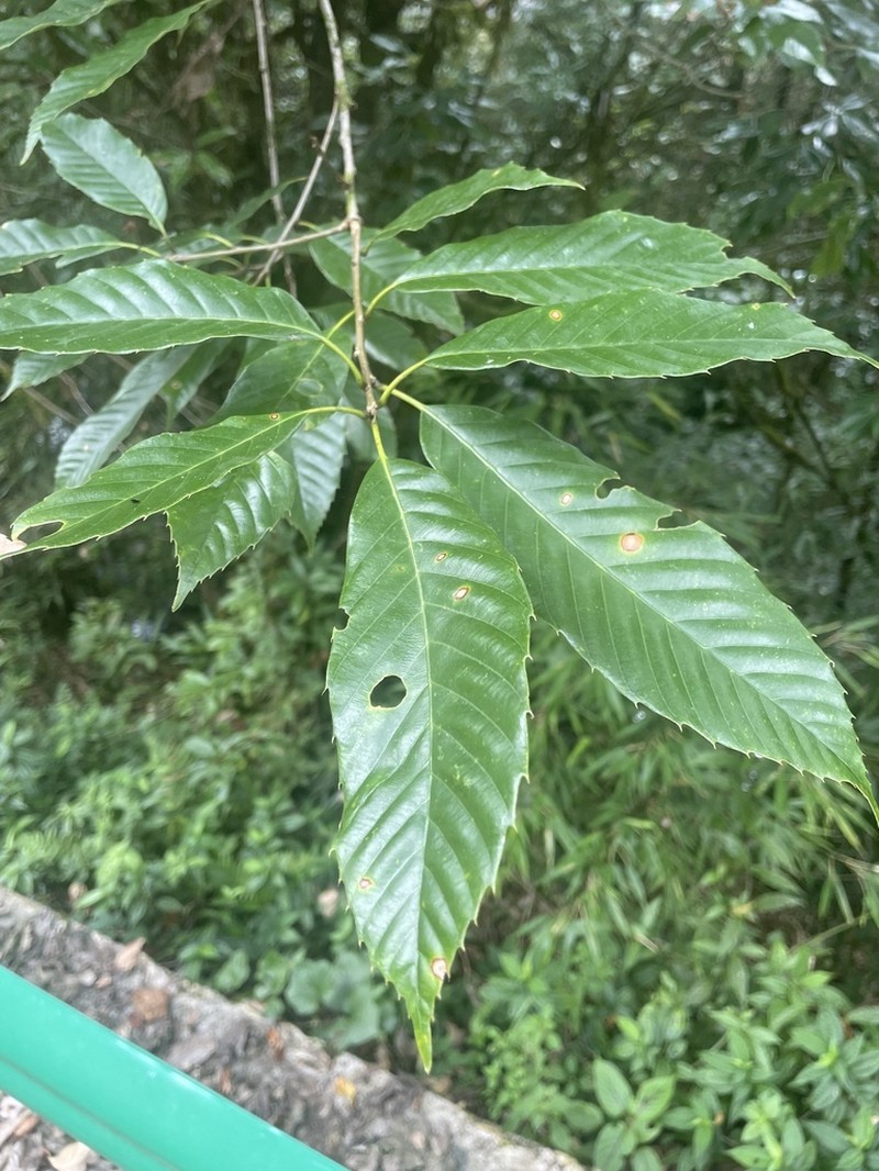Quercus oxyodon photo 2
