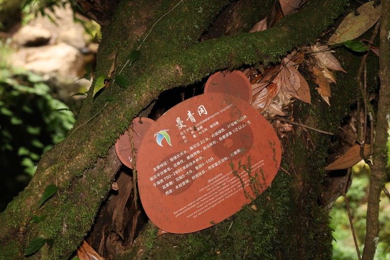 Quercus oxyodon photo 3