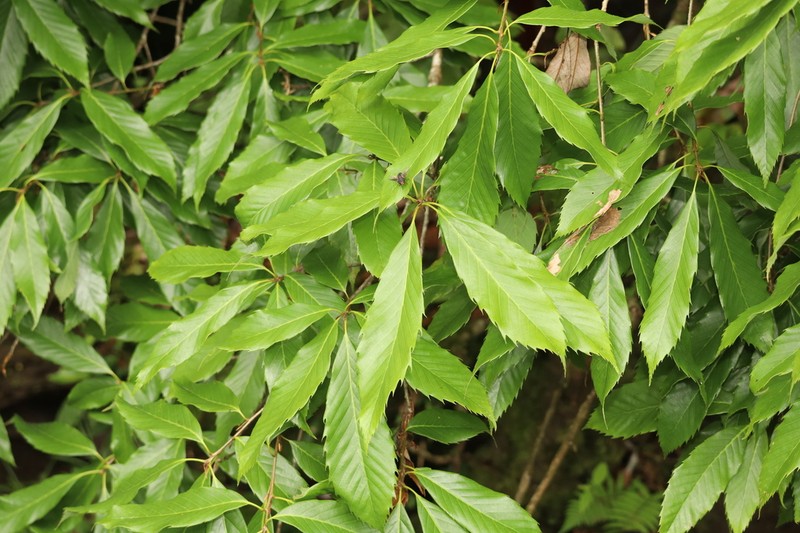 Quercus oxyodon photo 4