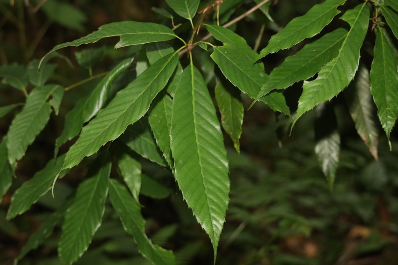 Quercus oxyodon photo 5