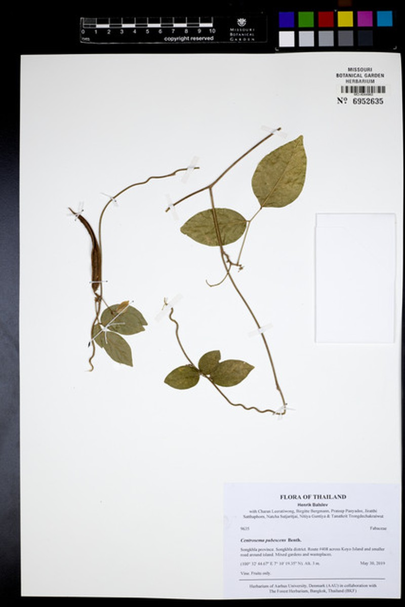 Quercus oxyodon photo 6