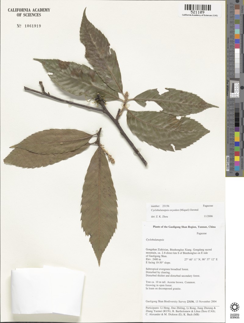 Quercus oxyodon photo 7