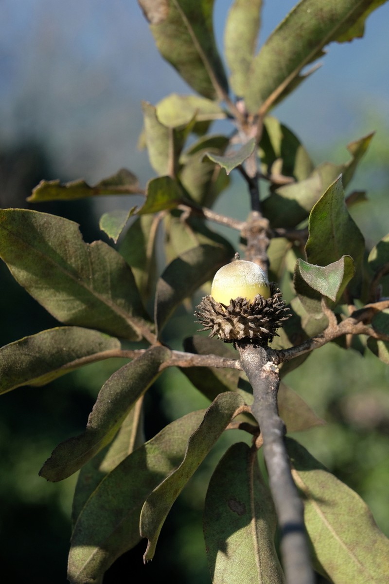 Quercus oxyphylla