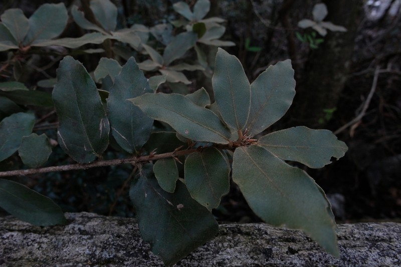 Quercus oxyphylla photo 3