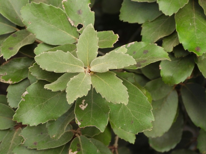 Quercus oxyphylla photo 4