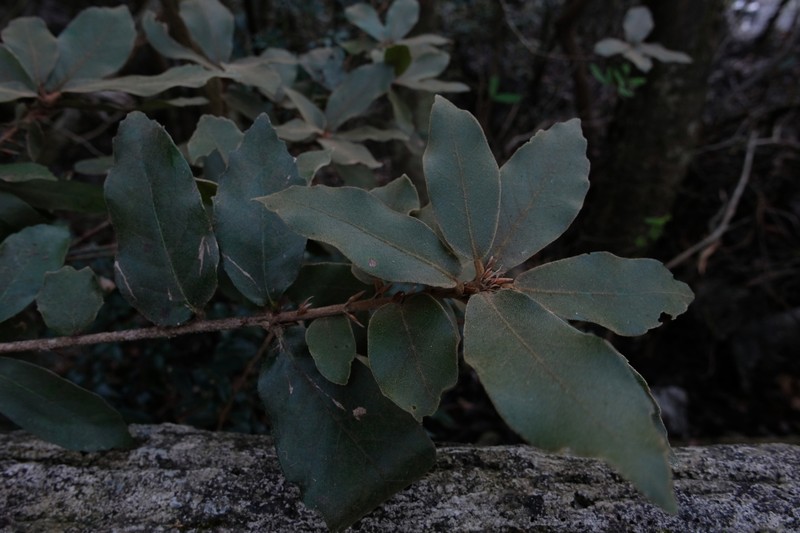 Quercus oxyphylla photo 6