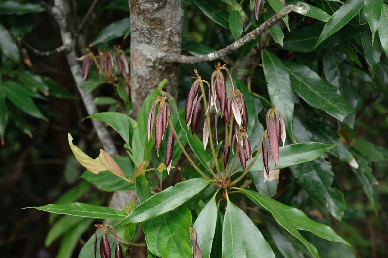 Quercus pachyloma