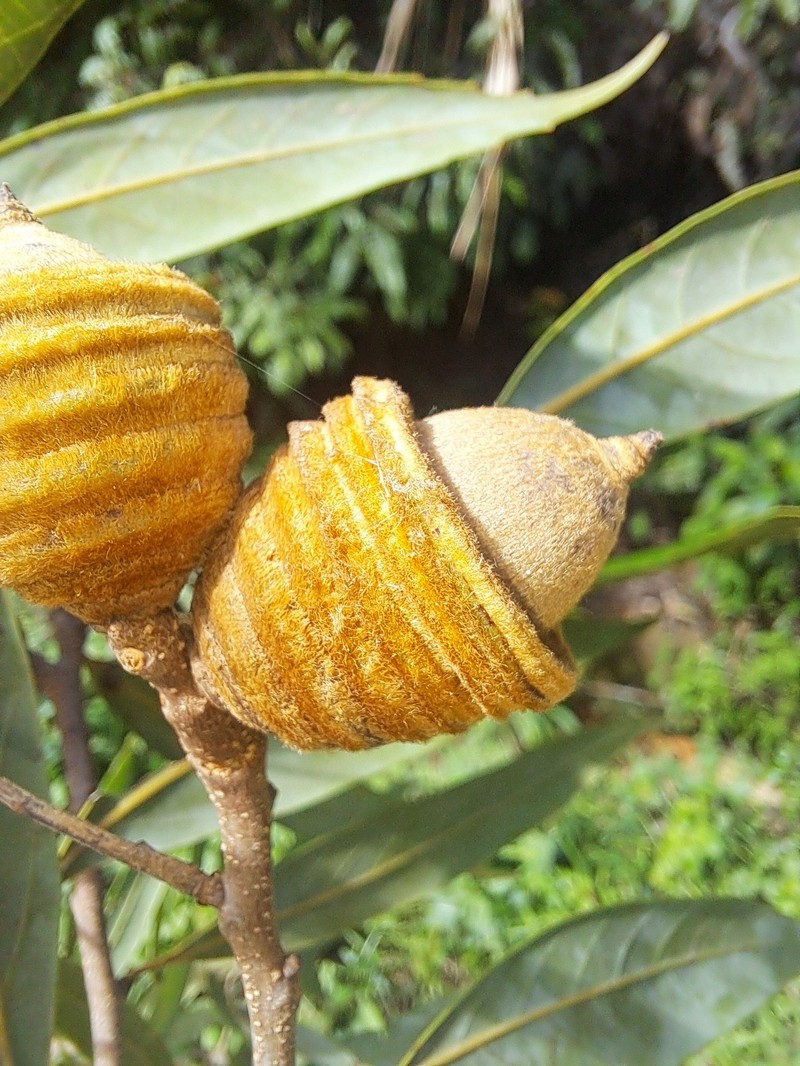 Quercus pachyloma photo 2