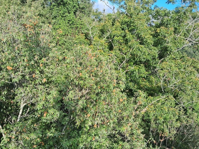 Quercus pachyloma photo 3