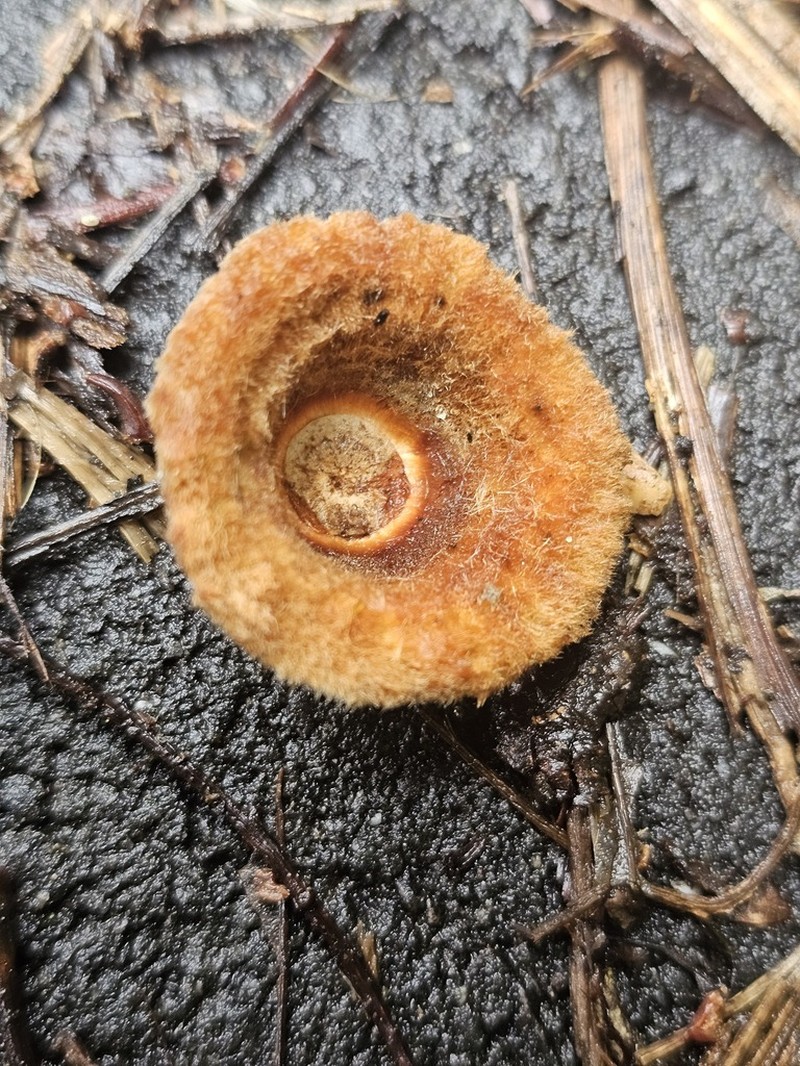 Quercus pachyloma photo 4