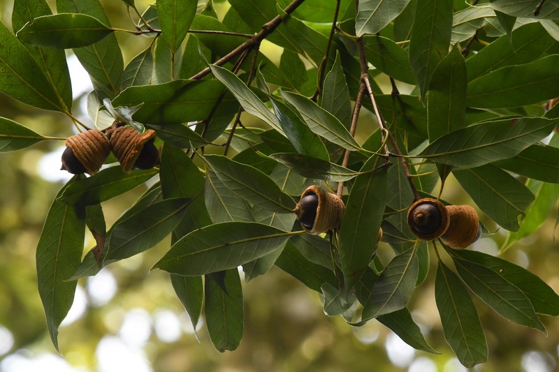 Quercus pachyloma photo 5
