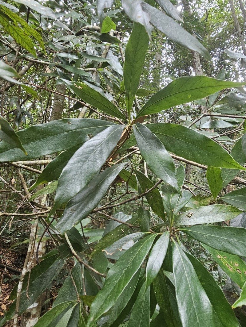 Quercus pachyloma photo 6