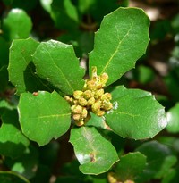 Channel Island Scrub Oak