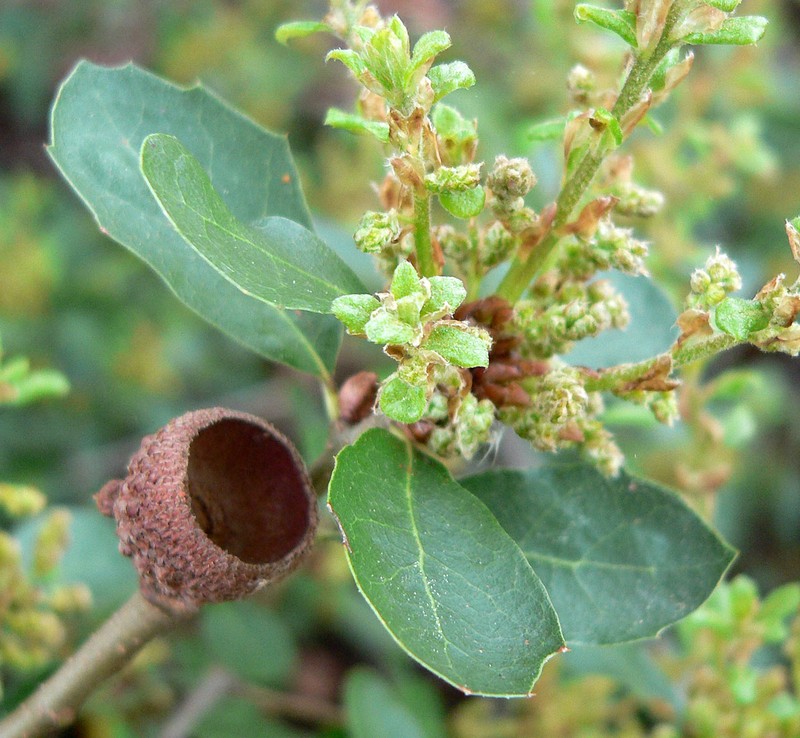 Channel Island Scrub Oak photo 3