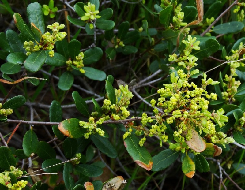 Channel Island Scrub Oak photo 3