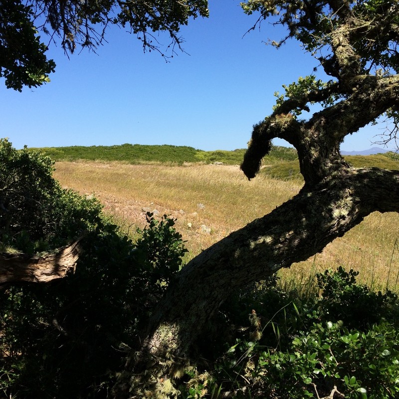 Channel Island Scrub Oak photo 4