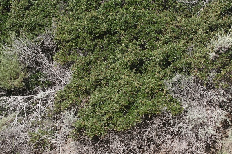 Channel Island Scrub Oak photo 5