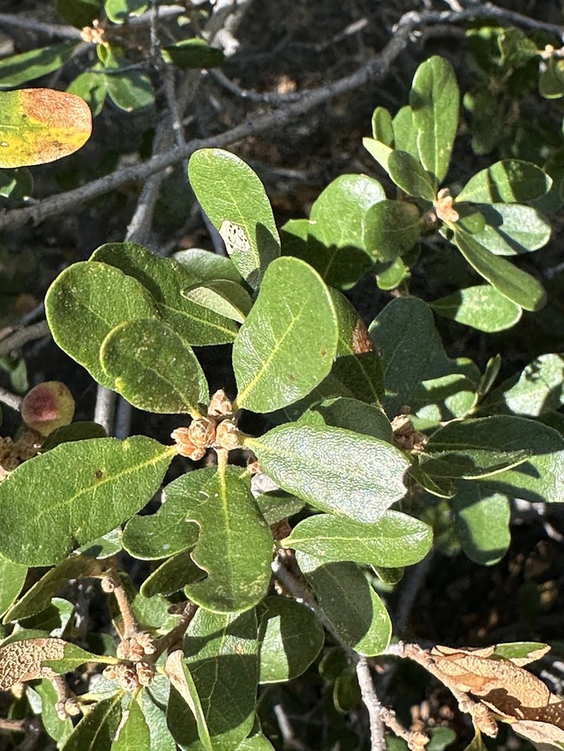 Channel Island Scrub Oak photo 6