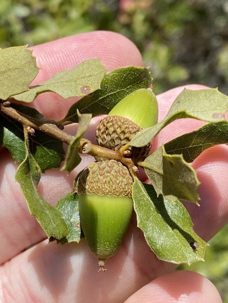 Channel Island Scrub Oak photo 7