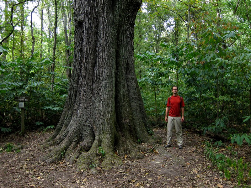 Cherrybark Oak
