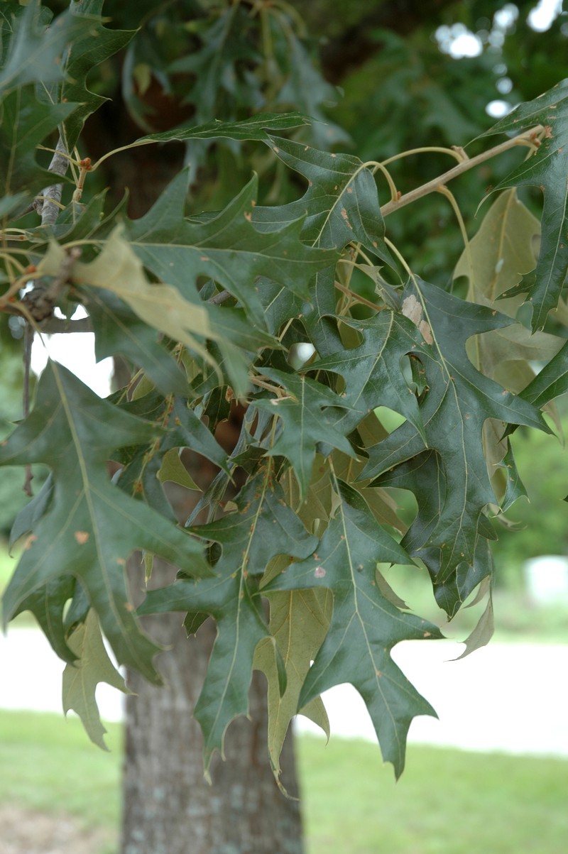 Cherrybark Oak photo 4
